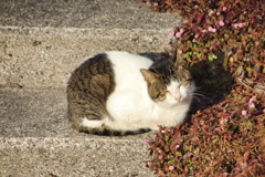 階段で丸くなり日光浴中の外猫