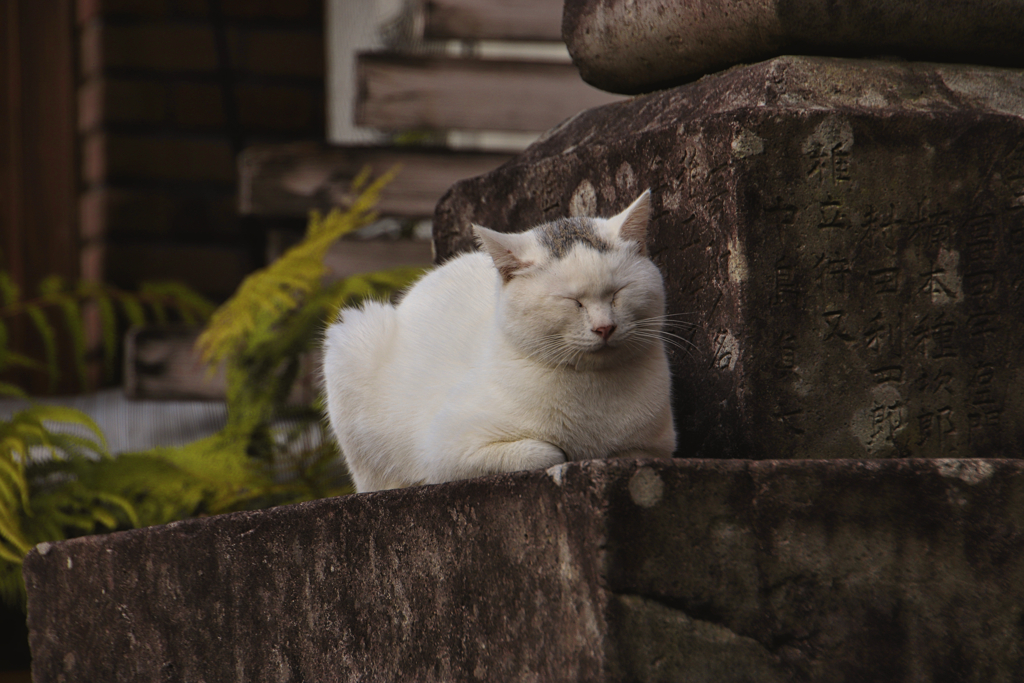 灯籠の隙間で寛ぐ外猫