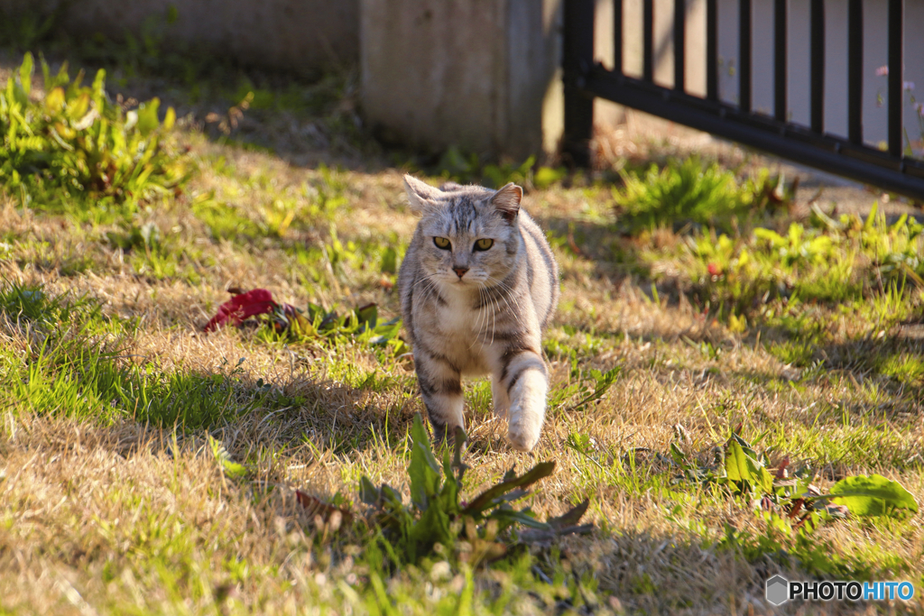 駆け寄って来る外猫