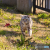 駆け寄って来る外猫