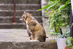 過疎化が進む住宅街で暮らす外猫