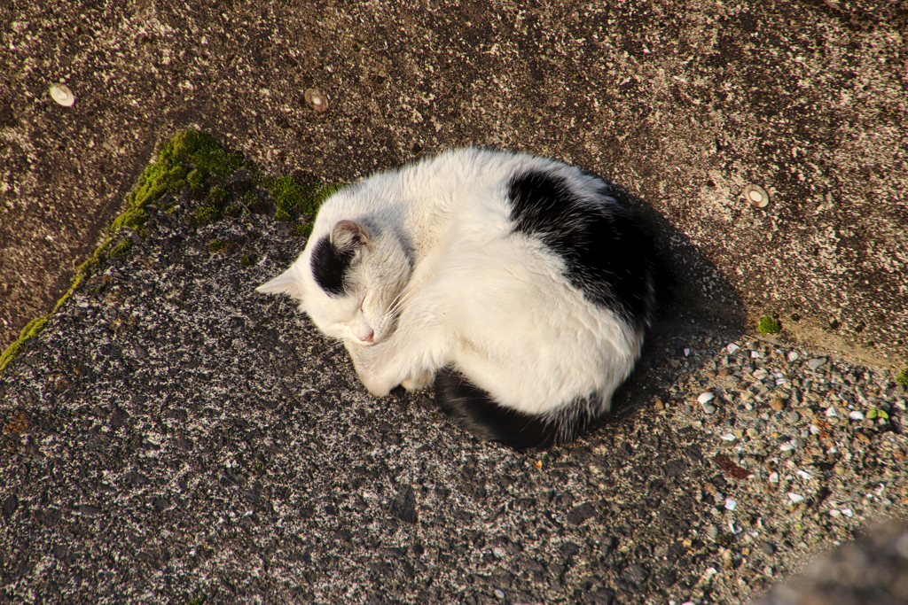 川岸で寝る外猫