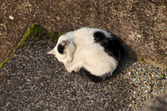 川岸で寝る外猫
