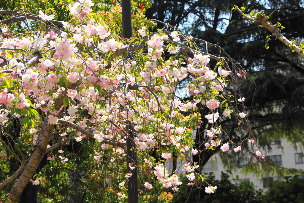 公園の桜