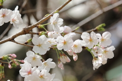 桜の花