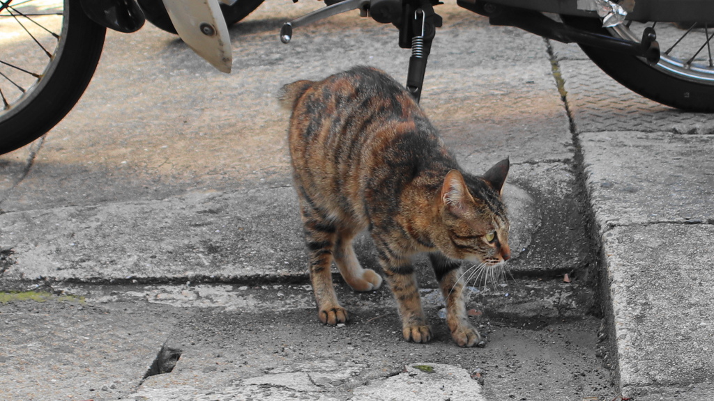 町中に暮らしている外猫