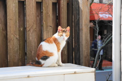 振り返る外猫