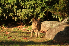 公園にいる子猫