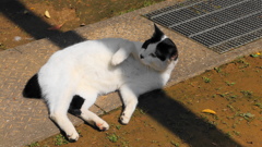 公園に暮らす外猫