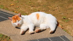 公園に暮らす外猫