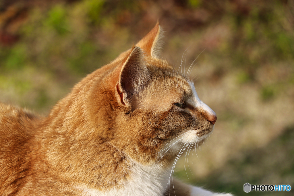 夕日に微睡む外猫