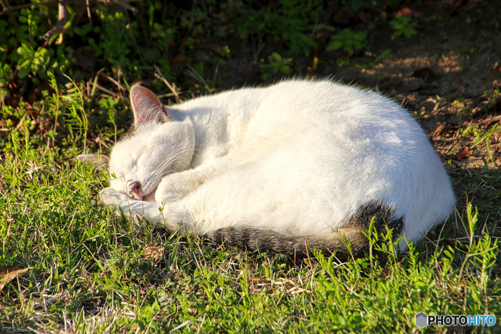 芝生の上で寝る外猫