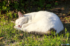 芝生の上で寝る外猫