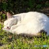 芝生の上で寝る外猫