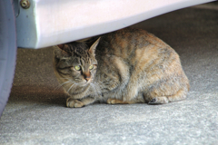 車の下に居る外猫