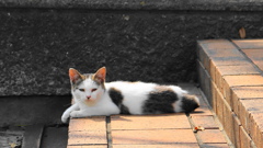 公園で暮らす子猫