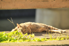 川の護岸で寛ぐ外猫