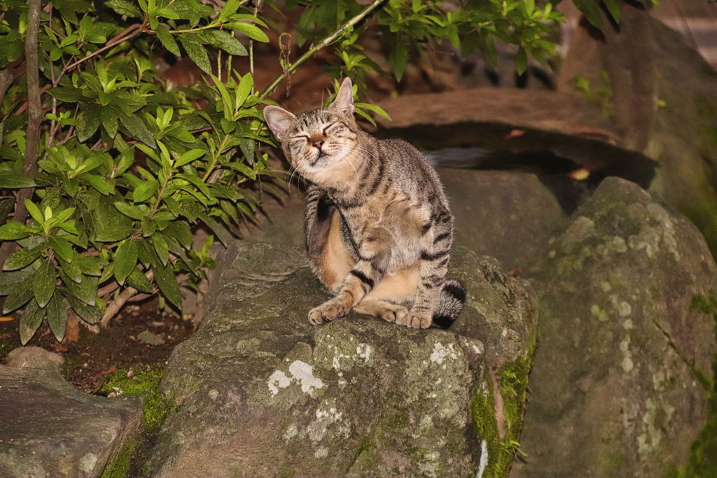 公園にいる外猫背中が痒い