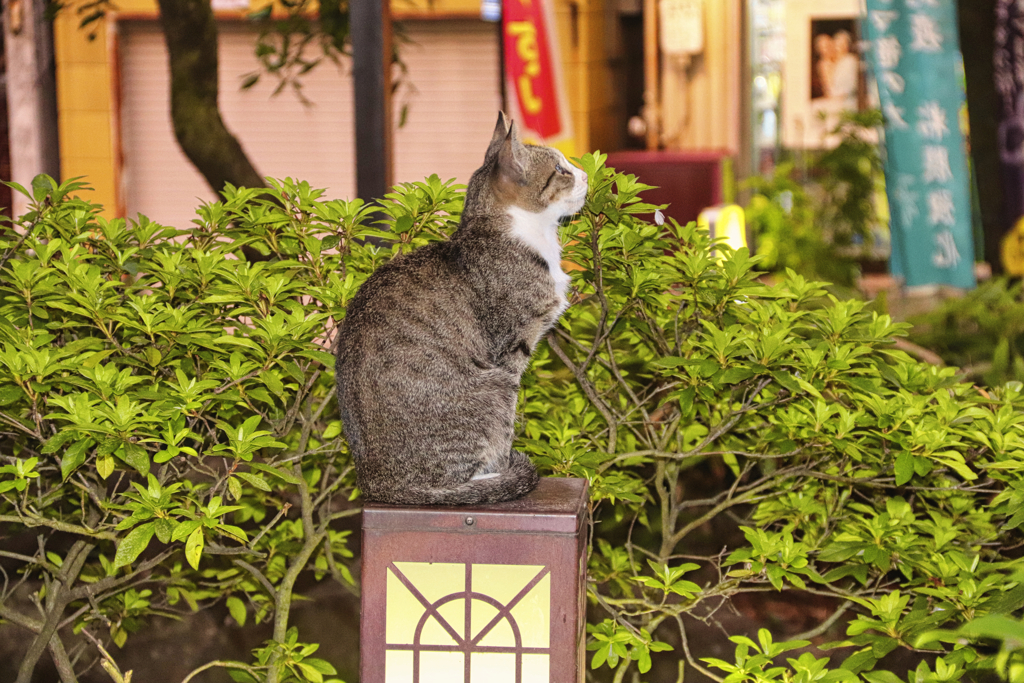 公園の照明の上で座る外猫