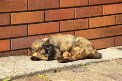 歩道の隅で寝る外猫