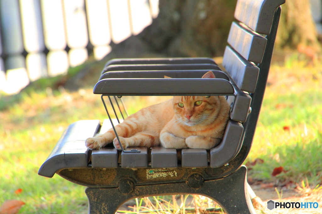 ベンチで寛ぐ外猫