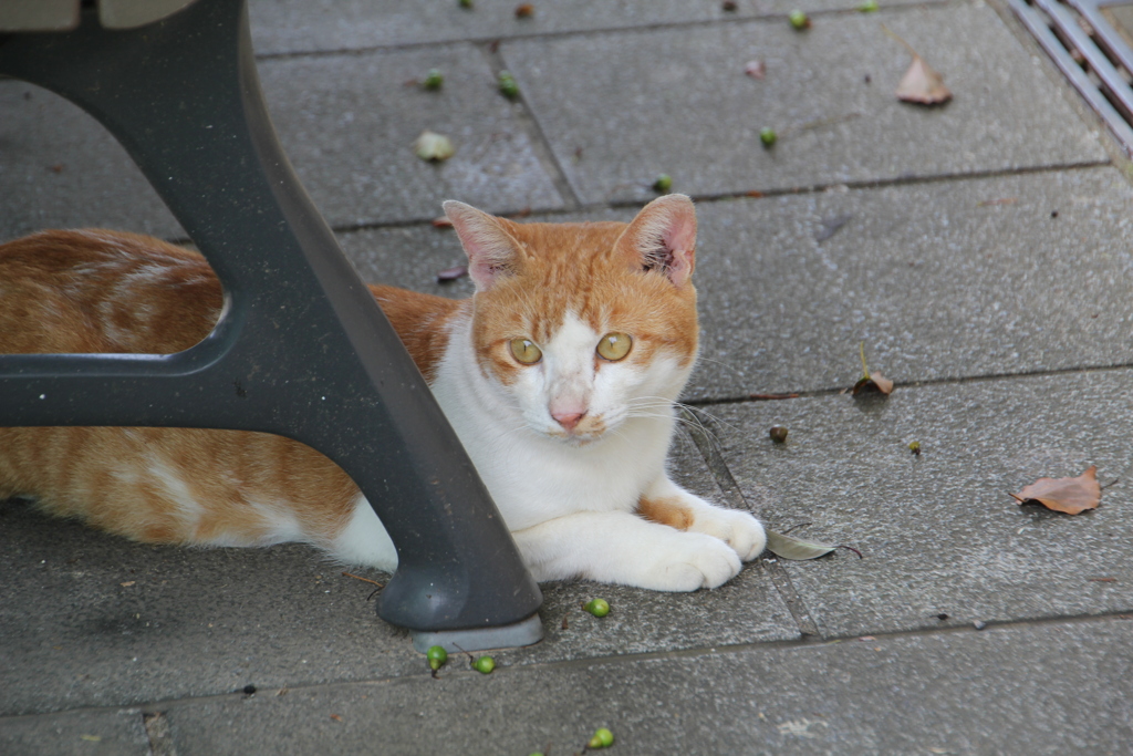公園のベンチの下にいる外猫