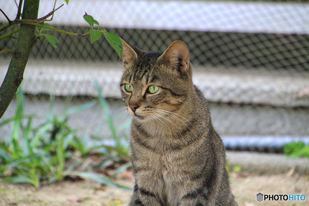 公園に居る外猫