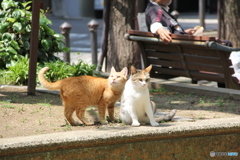 公園に暮らす外猫仲良し