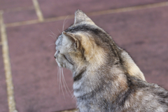 公園に居る外猫横顔