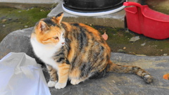公園に暮らす外猫