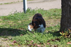 草を食べる外猫