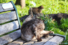 ベンチで毛繕いをする外猫