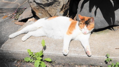 日向ぼっこする外猫