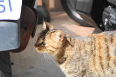 町中に暮らす外猫