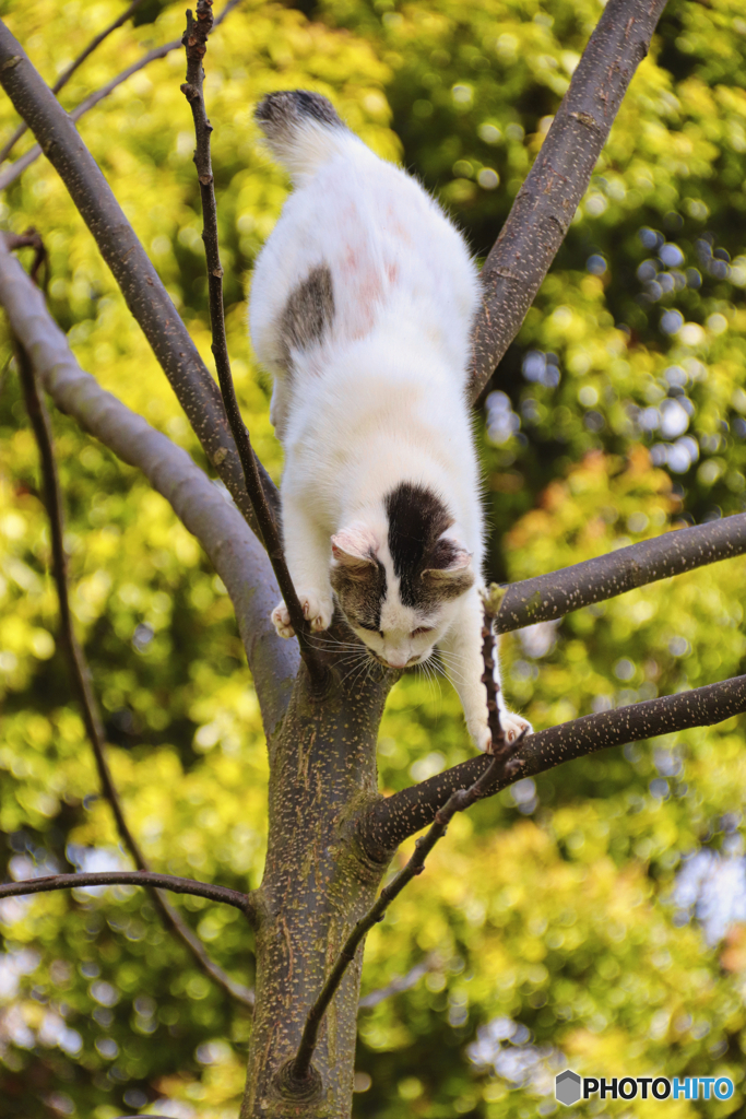 木の上の外猫