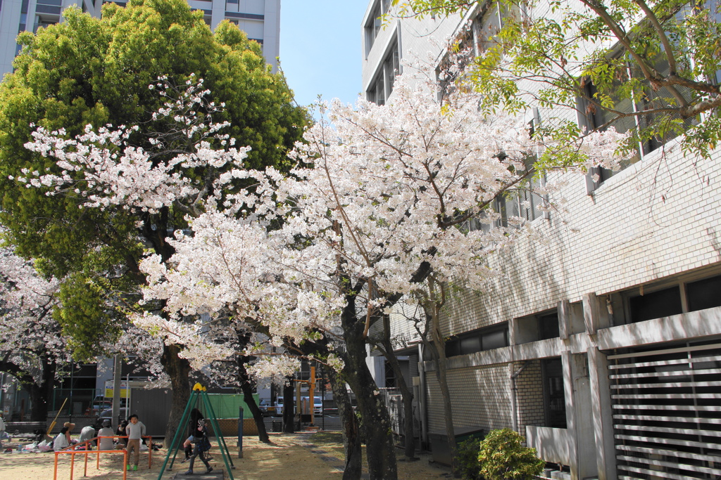 公園の桜