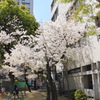 公園の桜