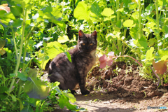 花壇に居る外猫