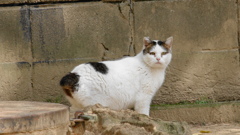 公園で暮らす外猫