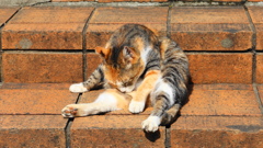 公園で毛繕いをする外猫
