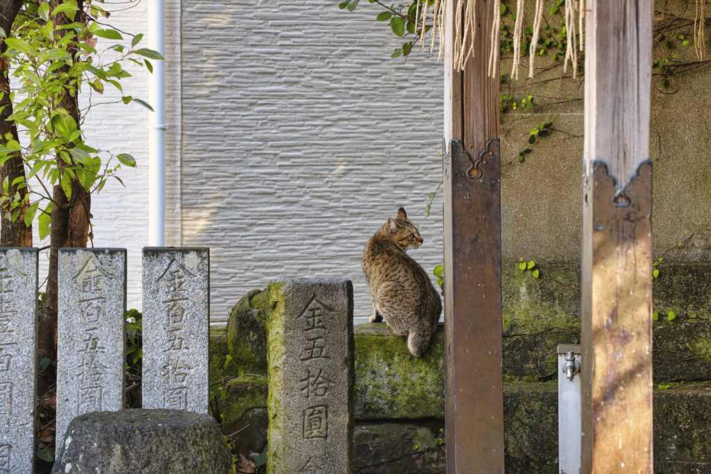 神社の手洗い場に居る外猫