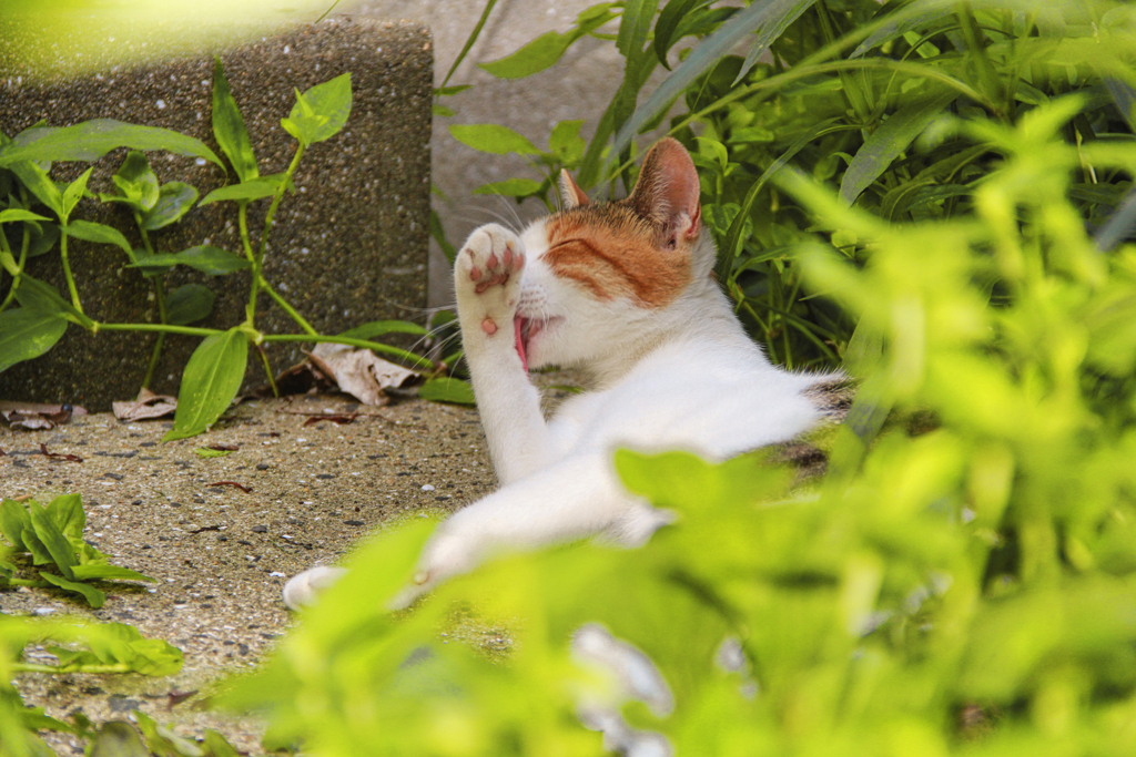 花壇にいる外猫