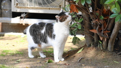 公園で暮らす外猫
