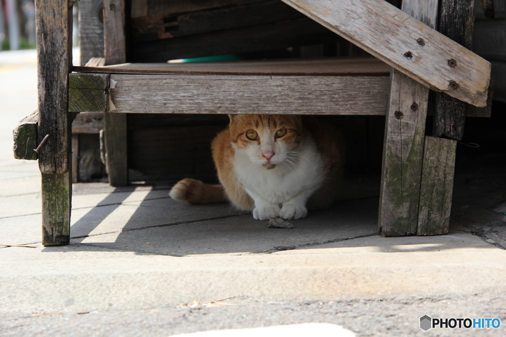 町中に暮らしている外猫台の下に隠れる