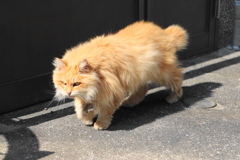 路地裏を歩く外猫