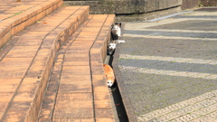 公園で遊ぶ子猫