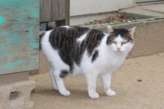 公園に暮らす外猫