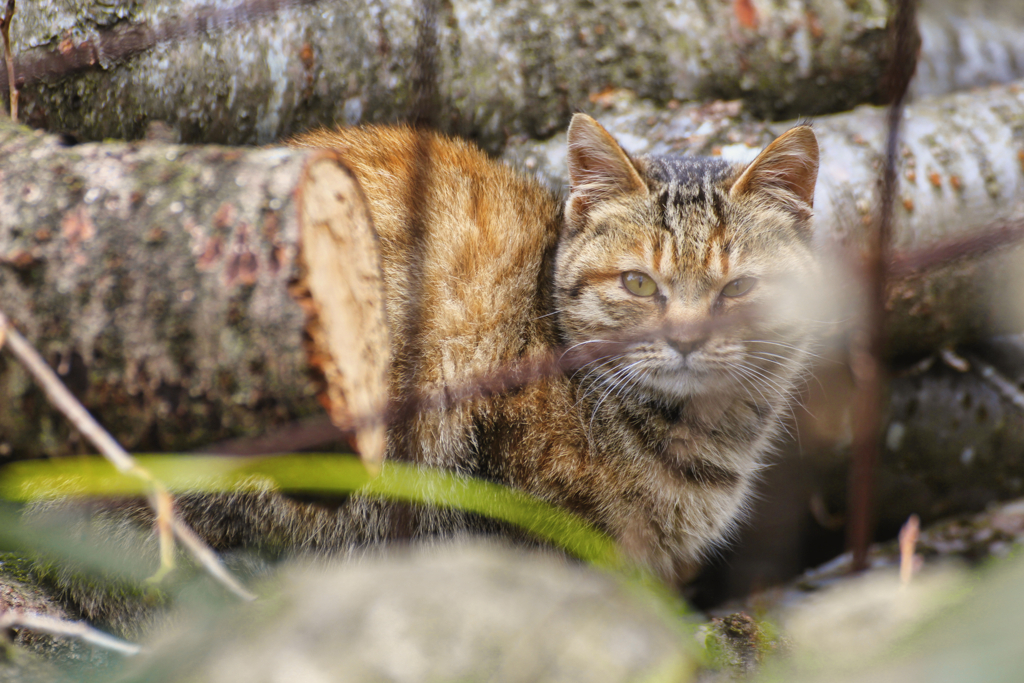 柵の向こうにいる外猫