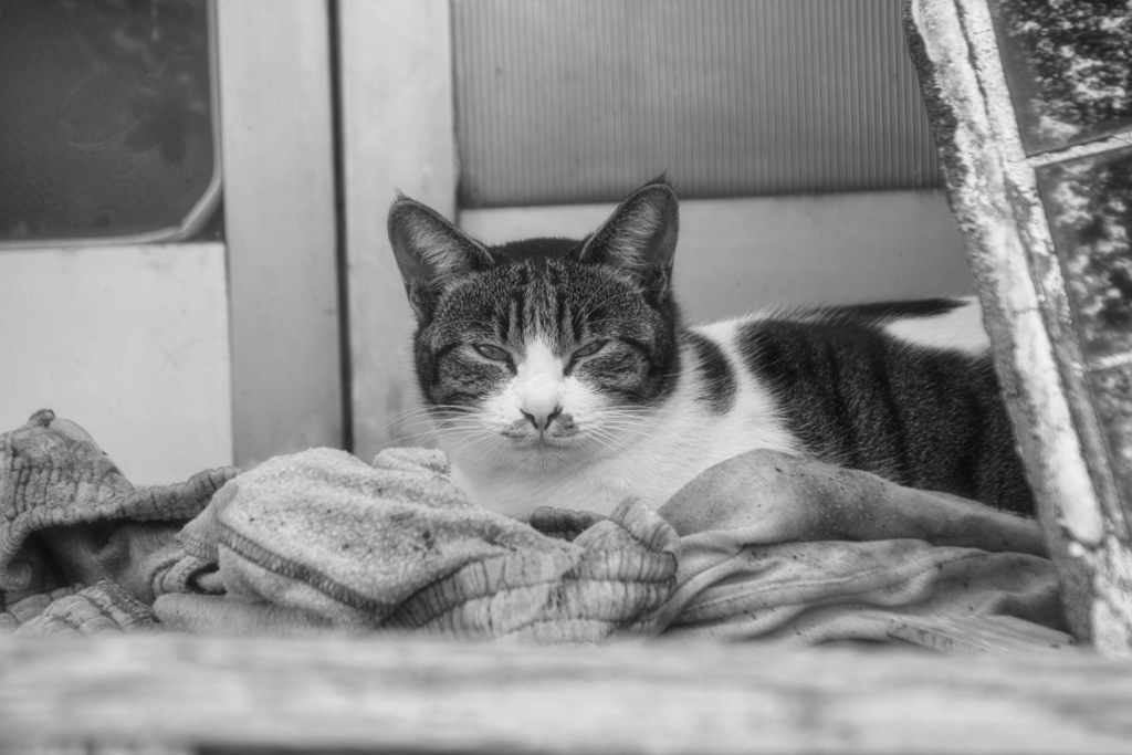 廃屋の前に居る外猫