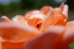 オレンジ薔薇
